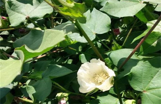 棉花 整枝方法 技术要点