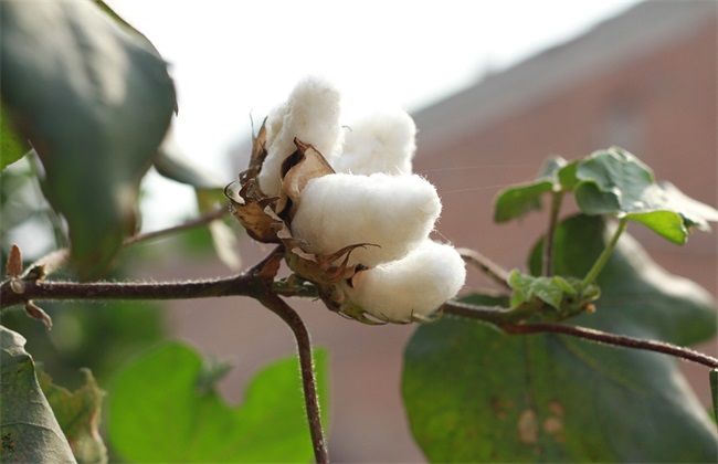 棉花 整枝方法 技术要点