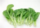 鸡毛菜多少钱一斤