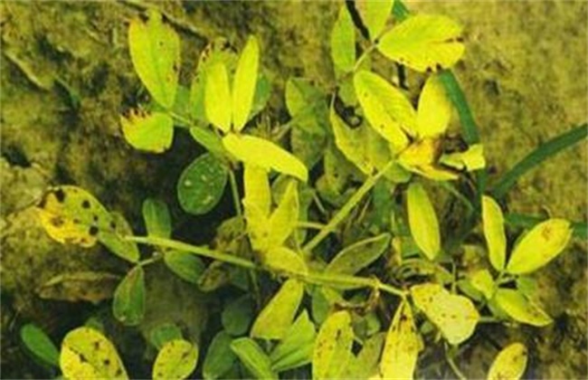 花生叶片发黄原因及解决方法