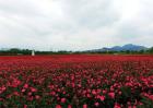 农村种植赚钱好项目