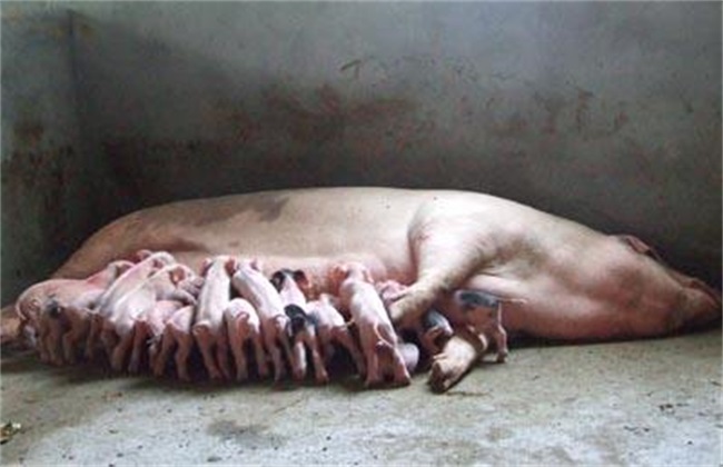 怎样提高 母猪 泌乳量