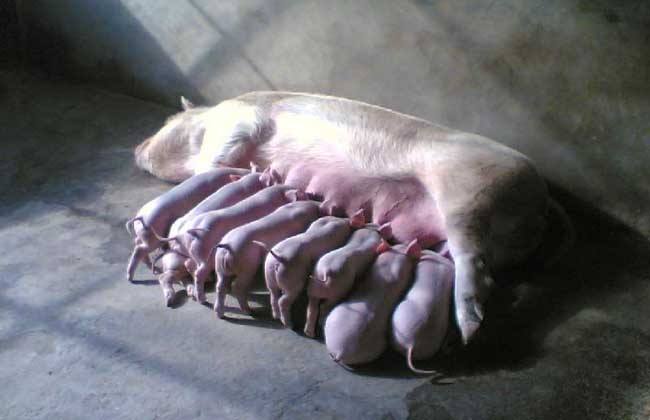 怎样提高 母猪 泌乳量