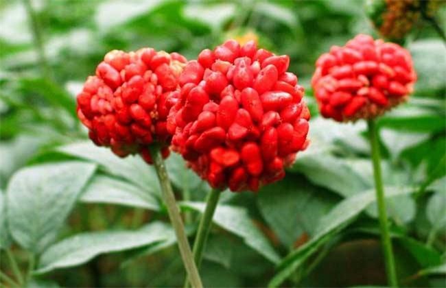 三七 田间管理 要点