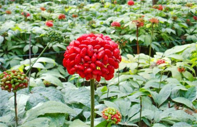 三七 田间管理 要点