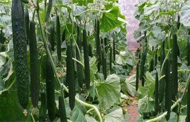  黄瓜 中后期 管理技术
