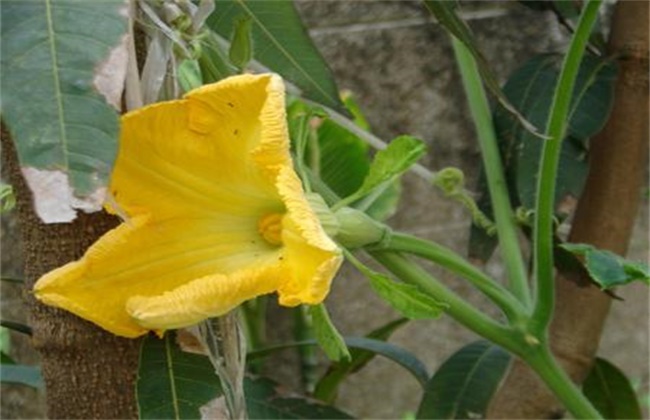 南瓜落花落果原因及防治措施
