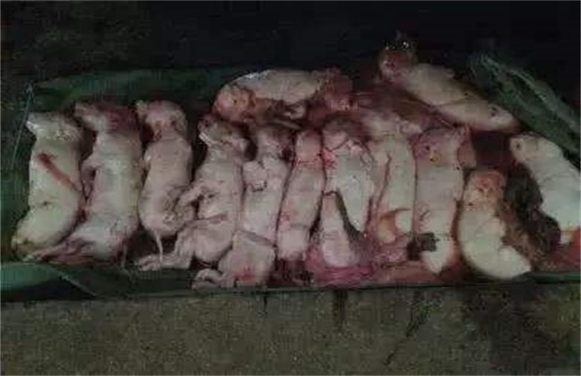 母猪 化胎不产 怎么办