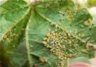 豆角蚜虫防治方法