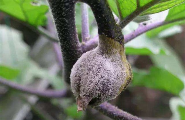 茄子灰霉病 如何防治 症状