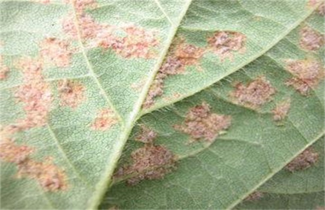 大豆霜霉病的防治措施