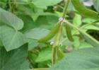 大豆花期管理要点