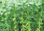 大豆鼓粒期管理要点