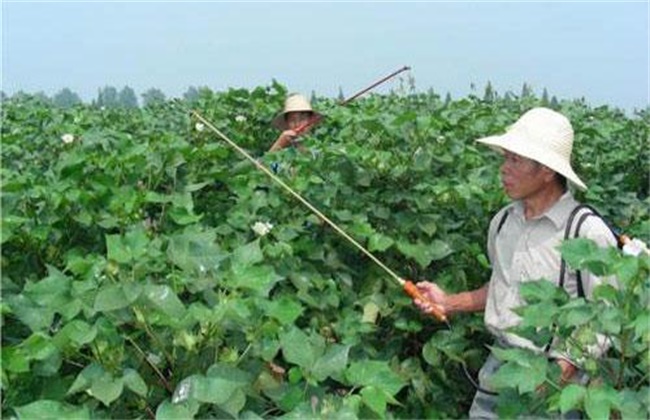 棉花叶面肥选择和使用注意事项