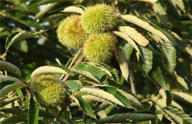 如何降低板栗空苞率
