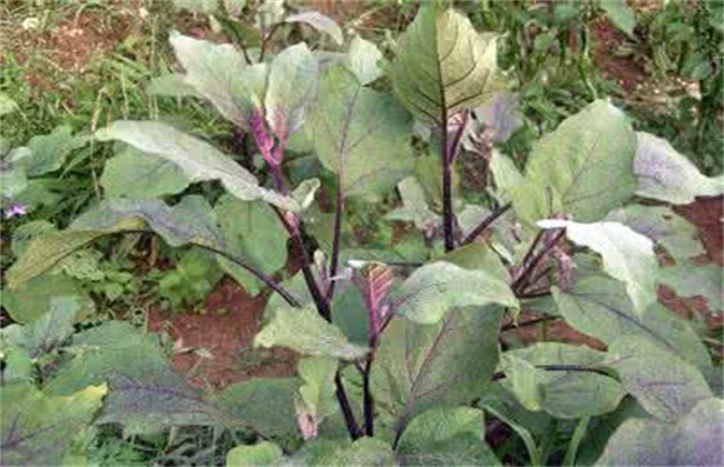 如何提高茄子坐果率