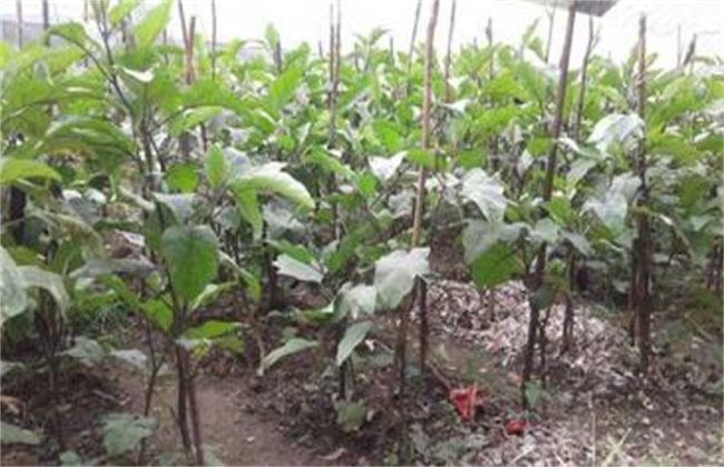 如何提高茄子坐果率