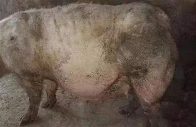 母猪胀气