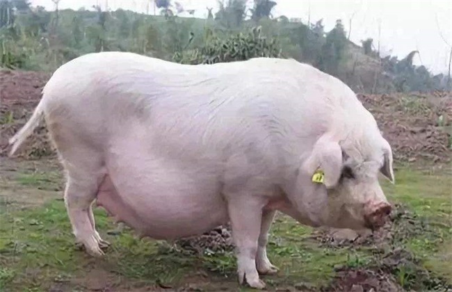 母猪胀气
