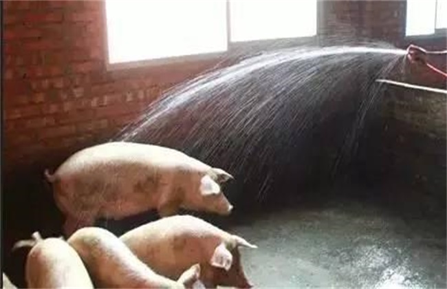 夏季养猪掉膘怎么办