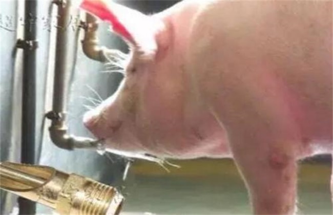 夏季养猪掉膘怎么办