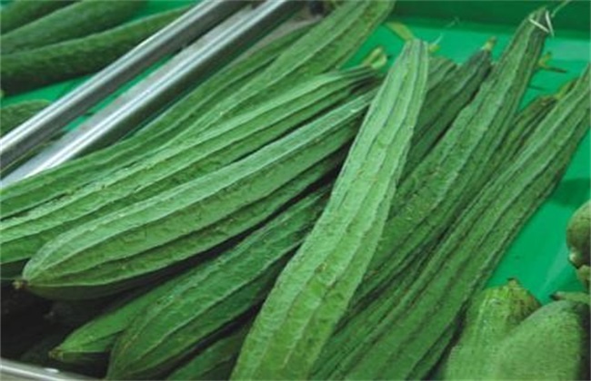 菱形丝瓜