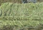 养羊怎么选择饲料