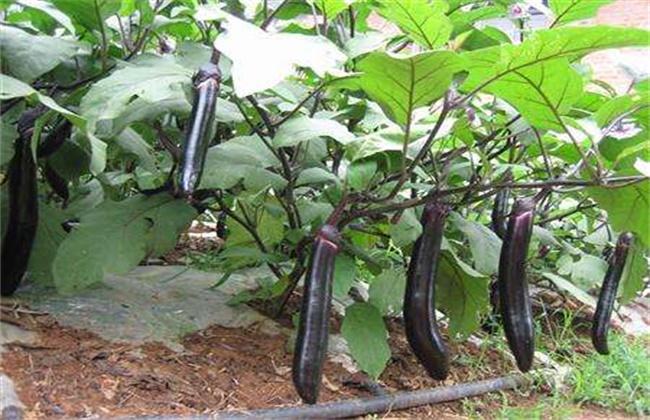 茄子夏季施肥注意事项