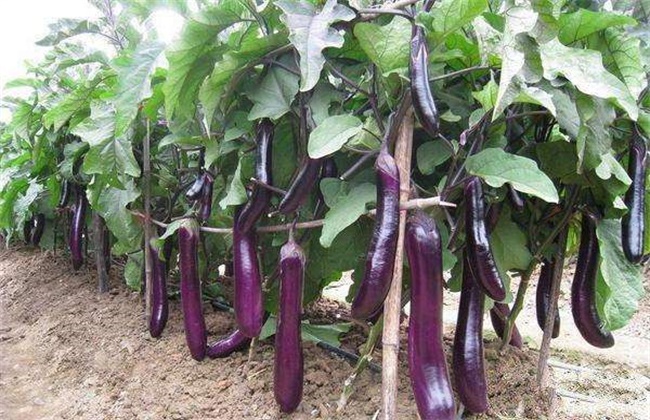 茄子夏季施肥注意事项