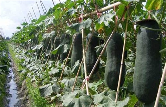 冬瓜 生长条件 生长环境