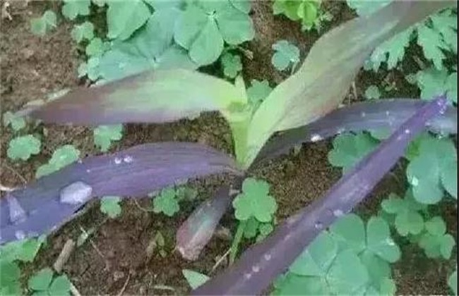玉米红苗原因及防治方法