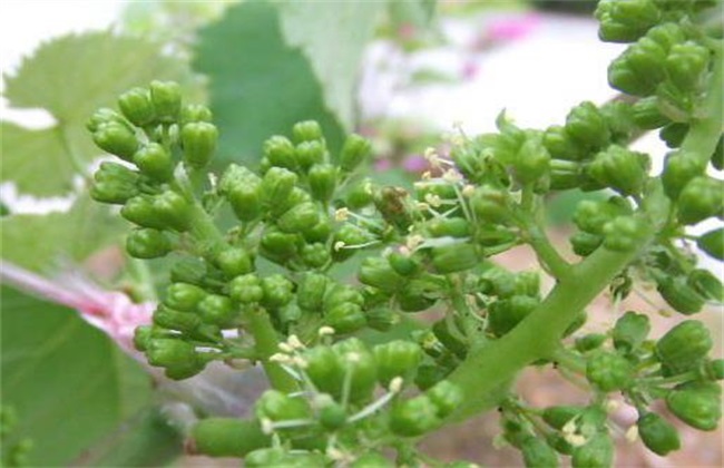 葡萄 花果期 管理技术