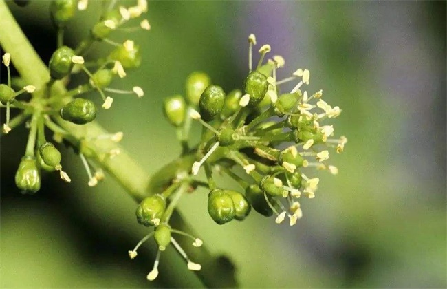 葡萄 花果期 管理技术