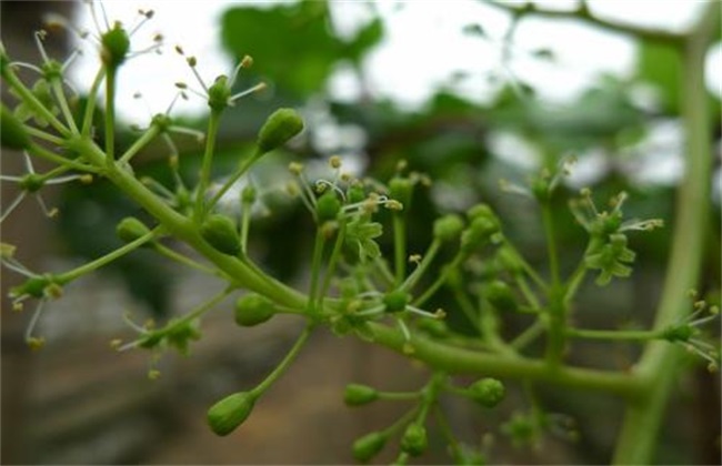 葡萄 花果期 管理技术
