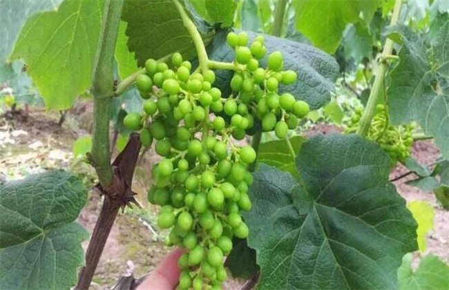 葡萄 花果期 管理技术