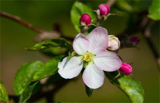 苹果树 花期 管理要点