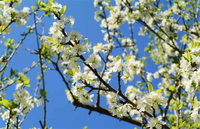 苹果树 花期 管理要点