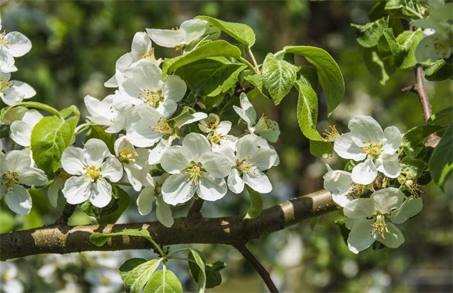 苹果树 花期 管理要点