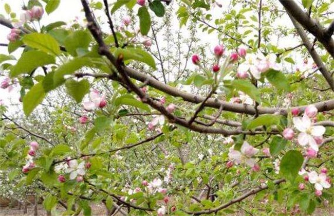 苹果树 花期 管理要点