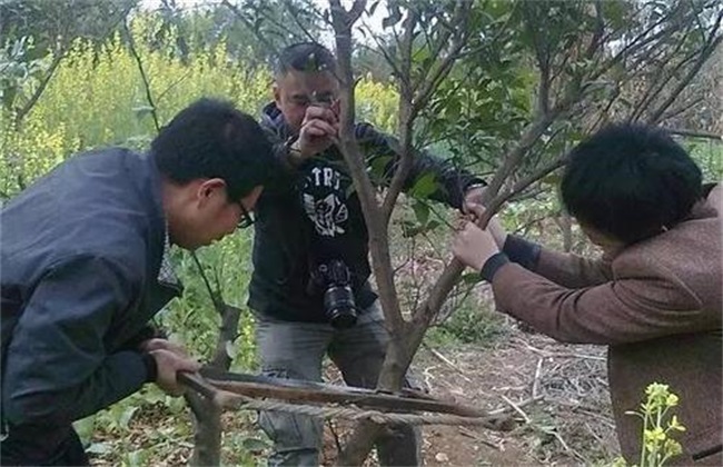 柑橘 秋季高接换种 高接换种