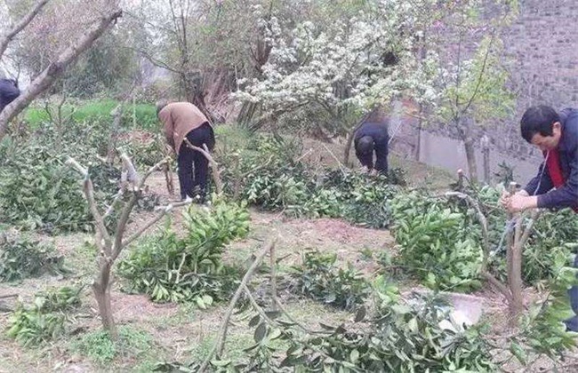 柑橘 秋季高接换种 高接换种