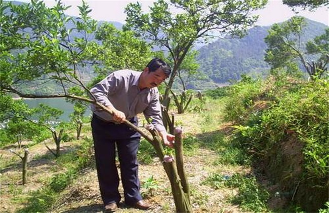 柑橘 秋季高接换种 高接换种