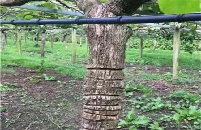 猕猴桃环割方法和注意事项