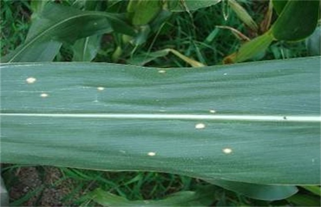 玉米圆斑病 防治方法 症状