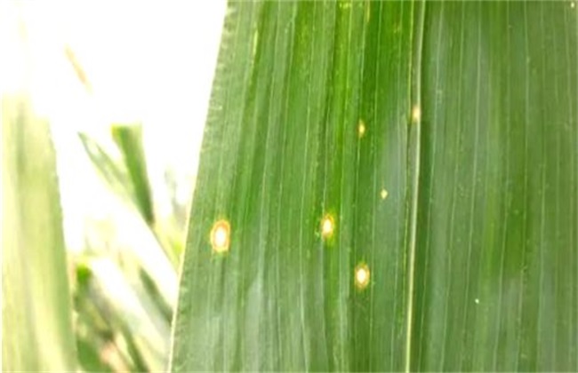 玉米圆斑病 防治方法 症状