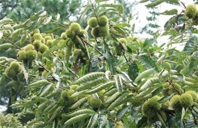 板栗产量低原因及解决办法