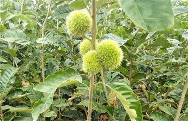 板栗产量低原因及解决办法
