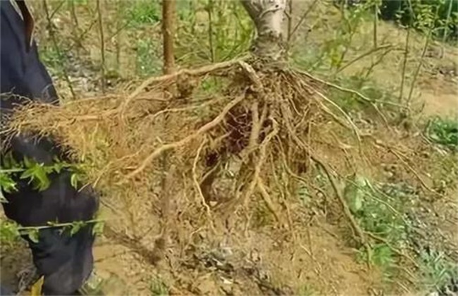 果树烂根原因及防治措施