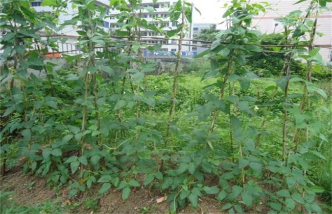 豆角不开花原因及解决方法
