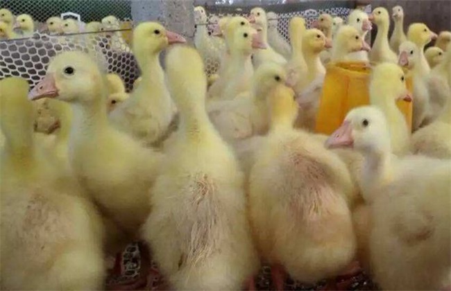养鹅 不同阶段 管理要点